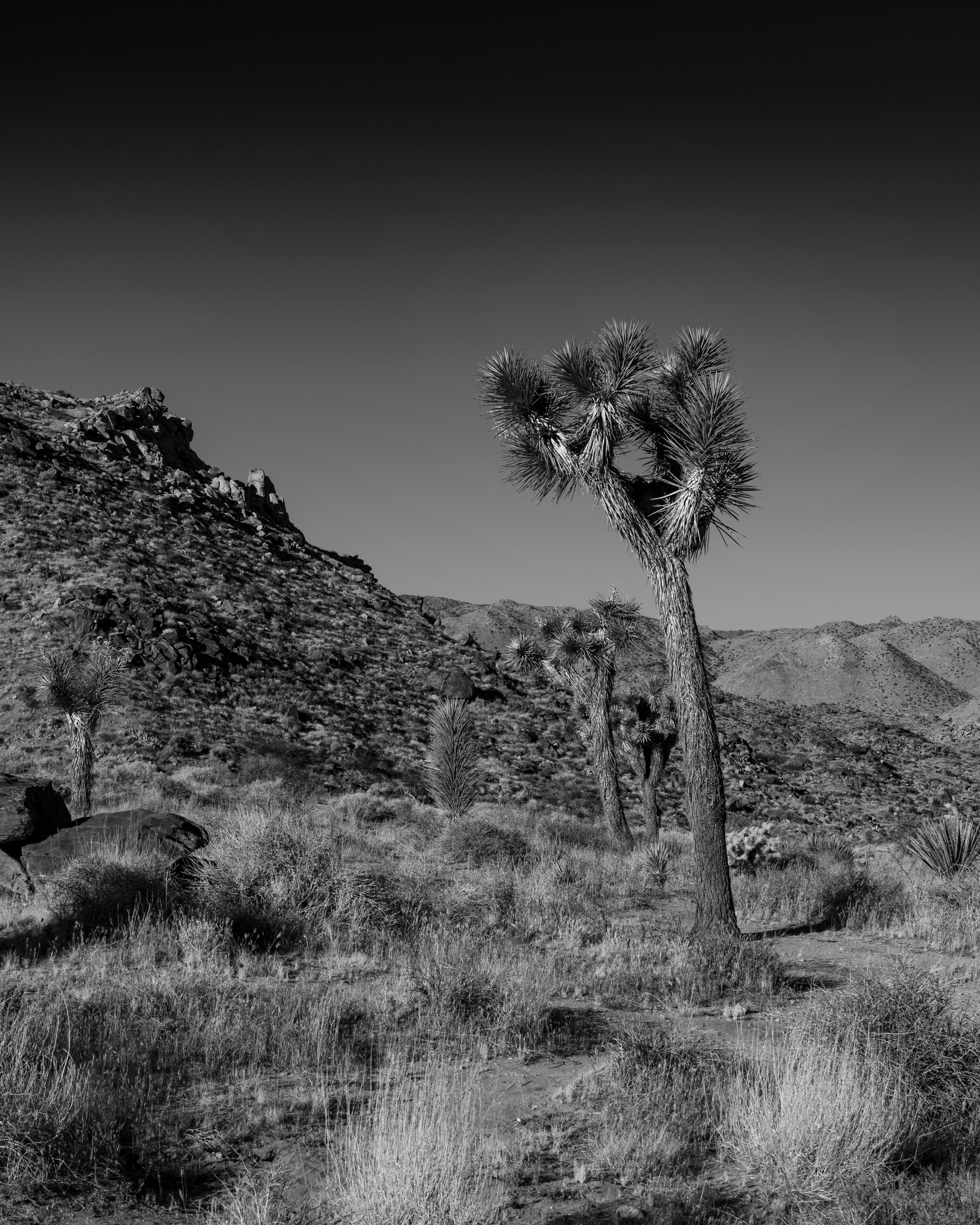 I think I’m in love with this place!
Taken: Twentynine Palms, California 

•
•
•
•
• 

#california #joshuatreenationalpark #fernweh_image #travel #nature