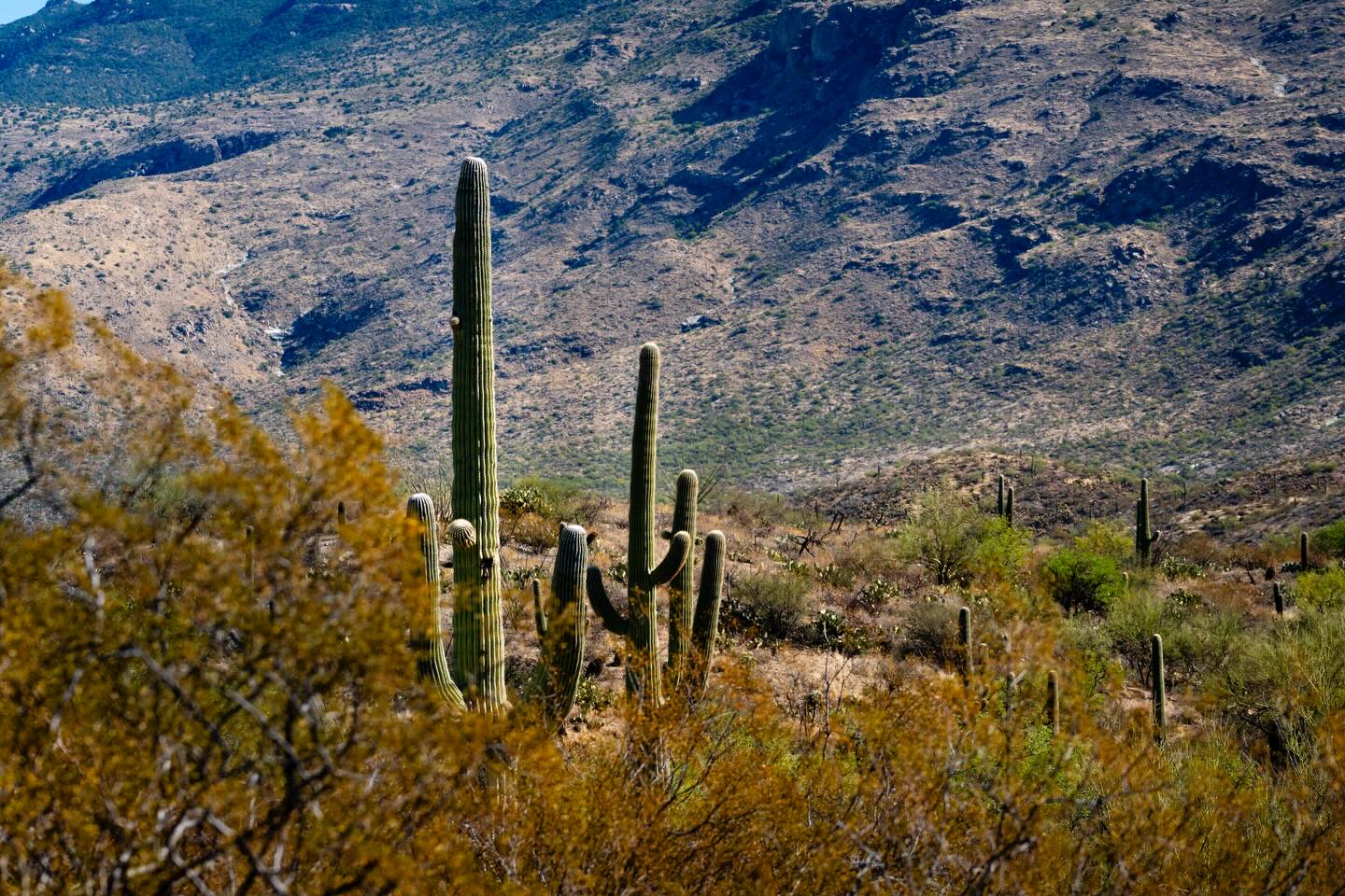 Tall and prickly!
Taken: Rincon Valley, Arizona

•
•
•
•
• 

#arizona #saguaronationalpark #fernweh_image #cactus #nature