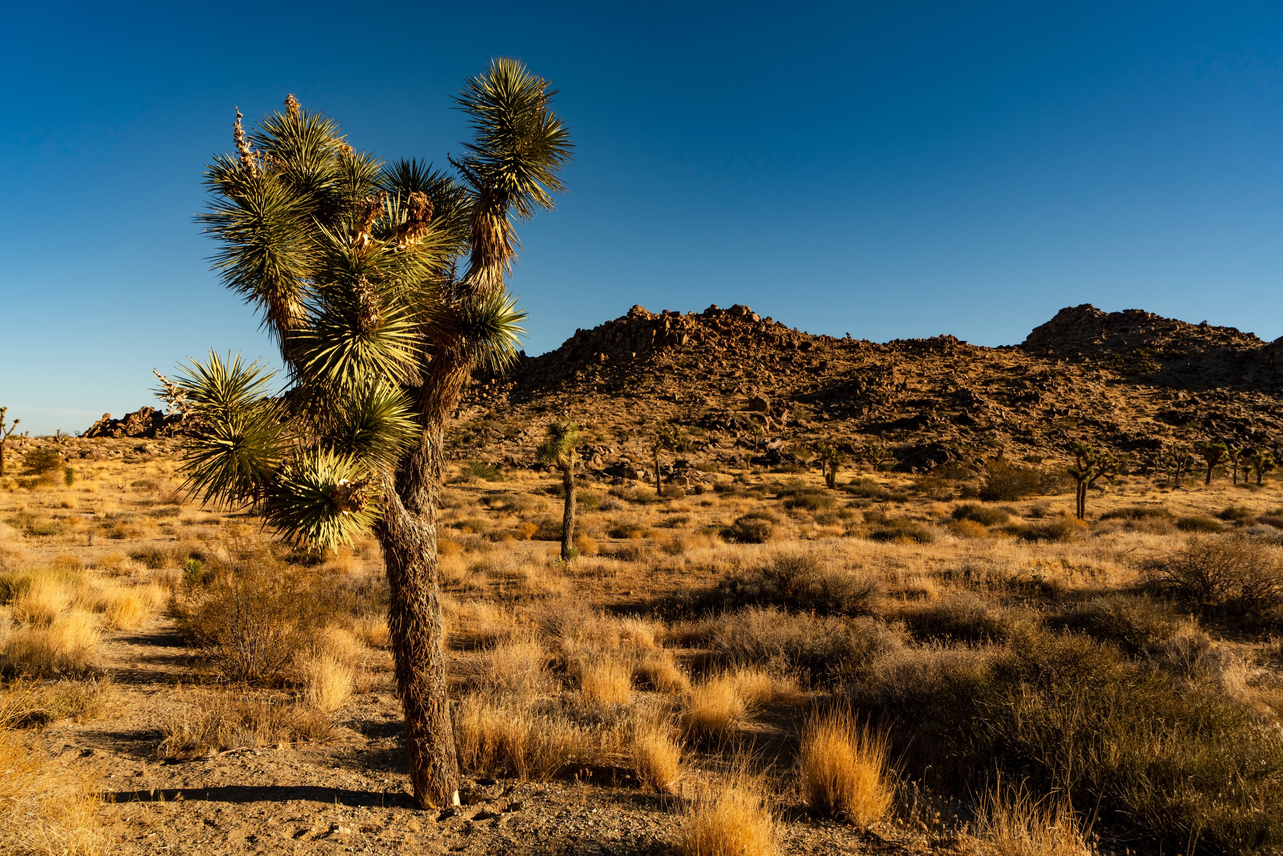 My first time into the Joshua Tree!
Taken: Twentynine Palms, California 

•
•
•
•
• 

#california #joshuatreenationalpark #fernweh_image #travel #nature