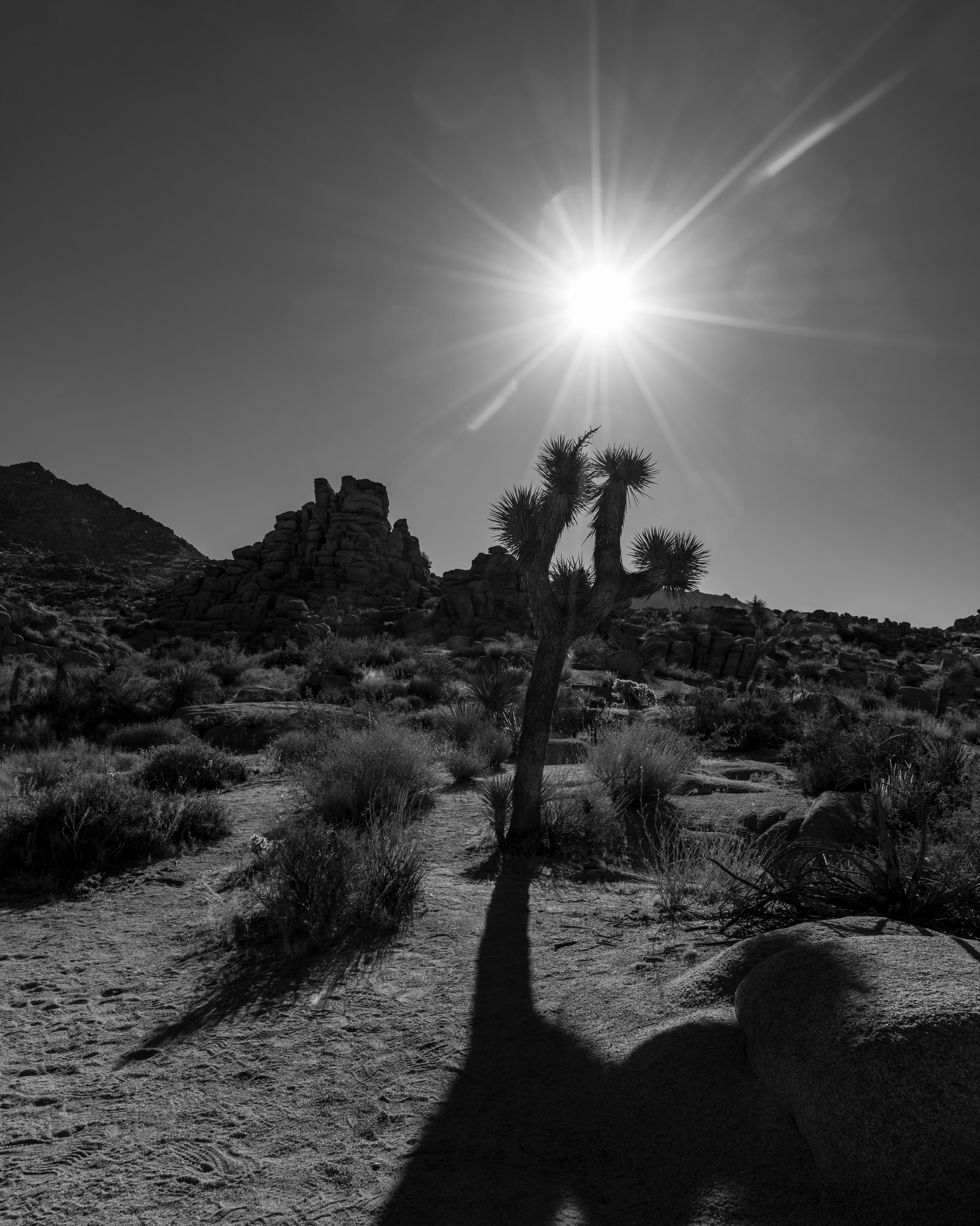 I do love a good sunflare!
Taken: Twentynine Palms, California 

•
•
•
•
• 

#california #joshuatreenationalpark #fernweh_image #travel #nature