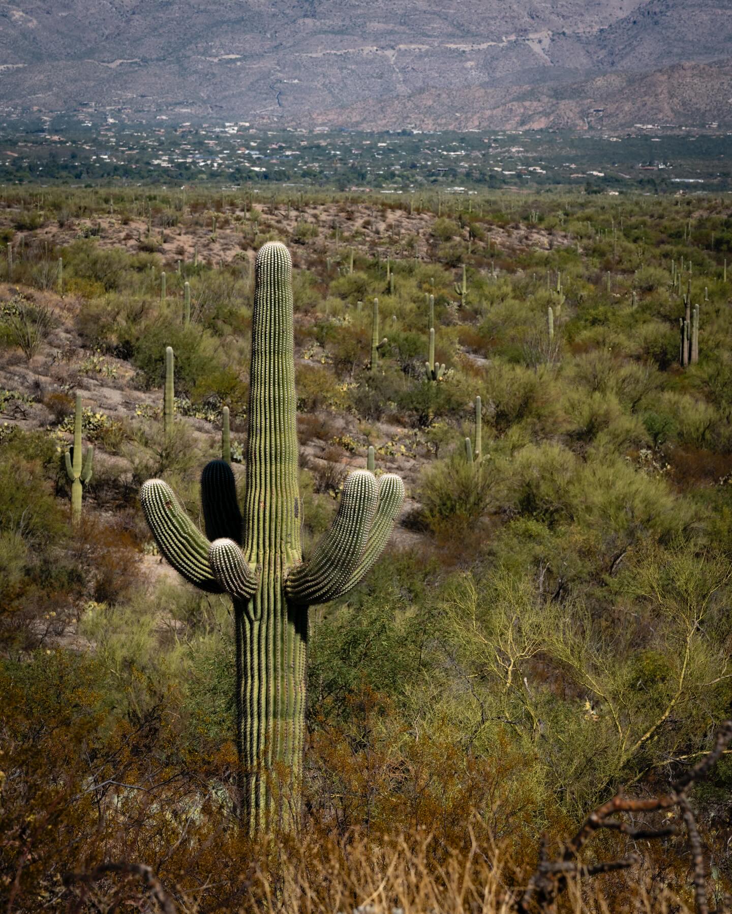 Such a classic shape
Taken: Rincon Valley, Arizona

•
•
•
•
• 

#arizona #saguaronationalpark #fernweh_image #cactus #nature